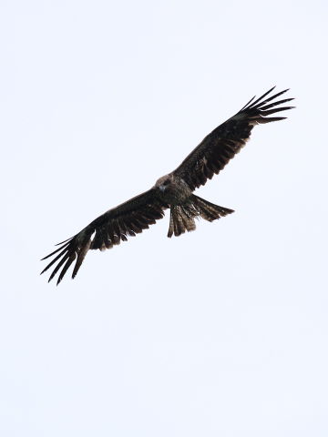 bird002.jpg