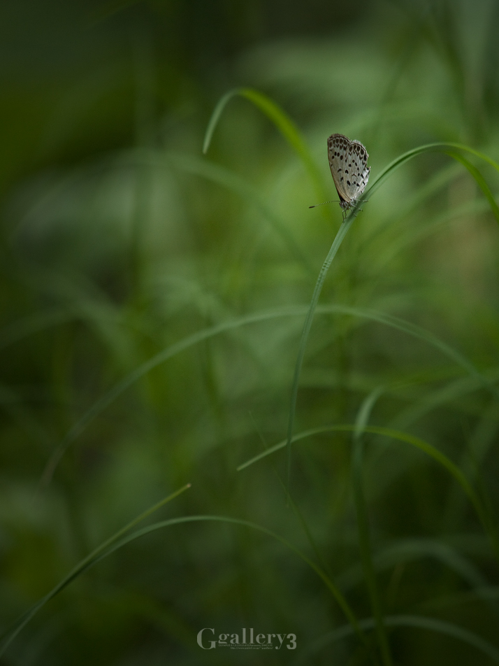 P1070440-2_.jpg