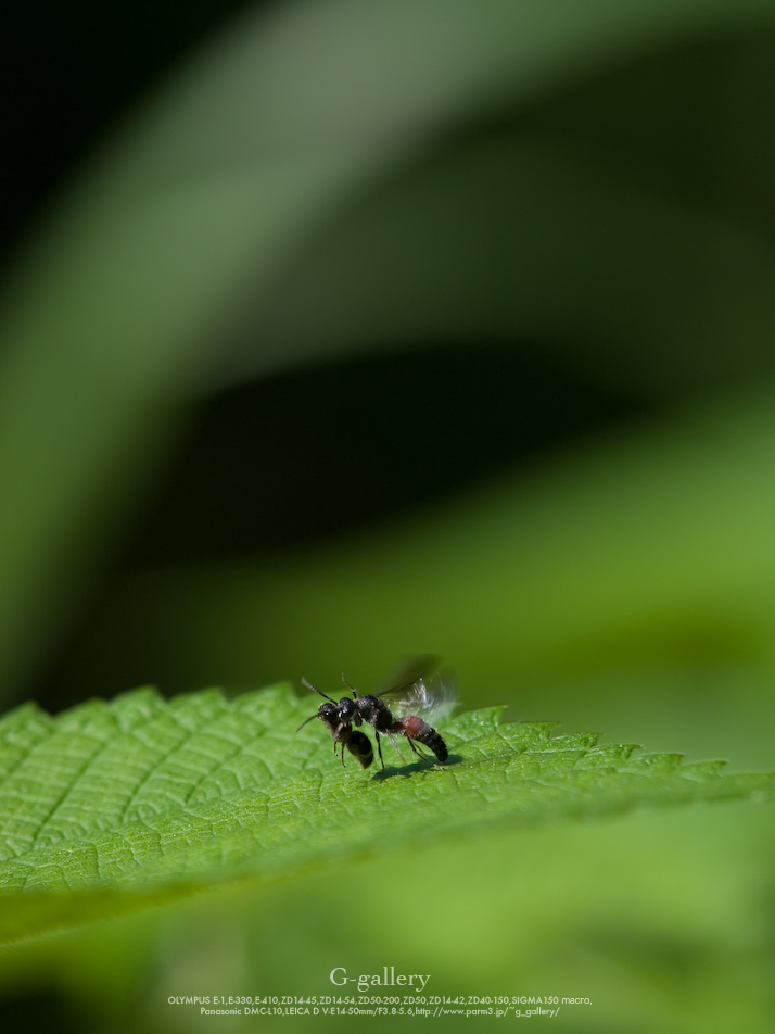 P1070632-100.jpg