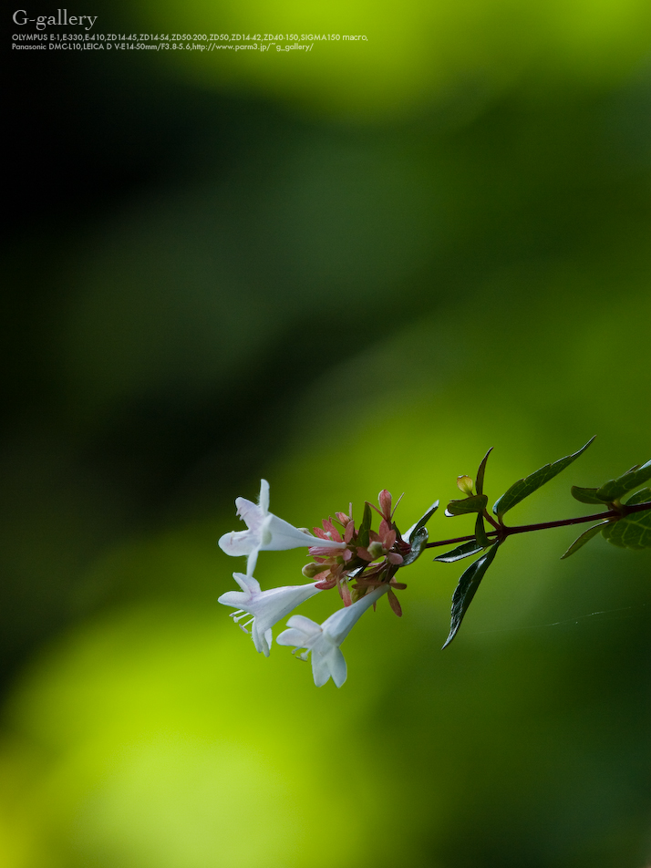 P1070693-100.jpg