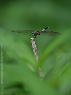 P1070861-10m.jpg