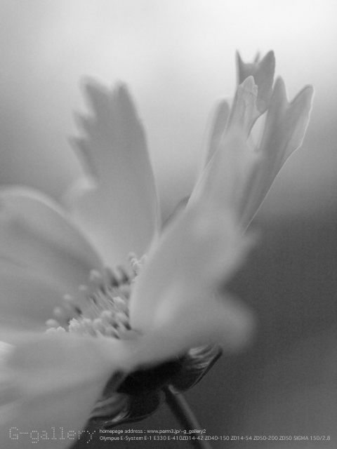 P5238141_410_50.jpg