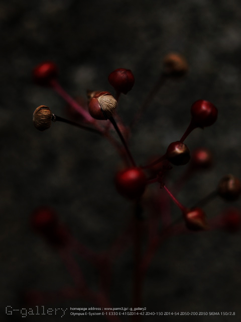 P6100017_2.jpg
