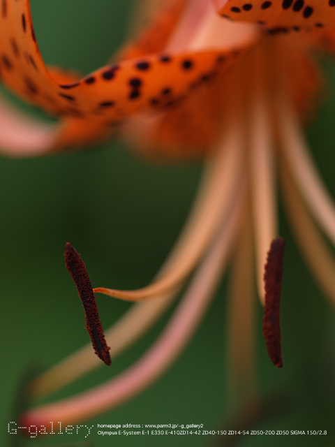 P7160653_410_150.jpg