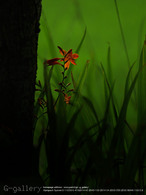 P7160692_410_150_2.jpg