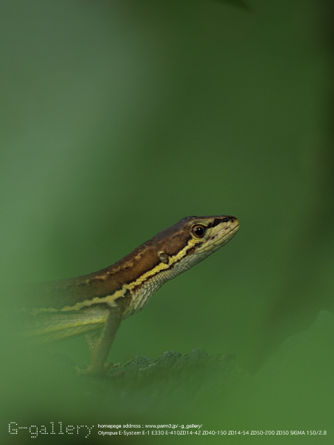 P7160710_410_150_1.jpg
