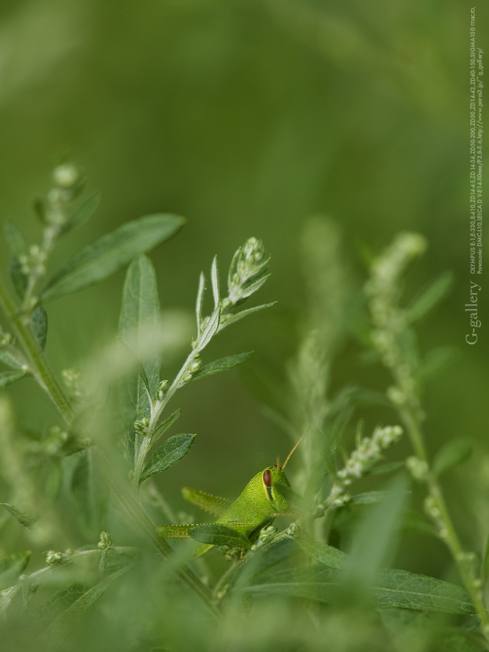 P9060616E-1.jpg
