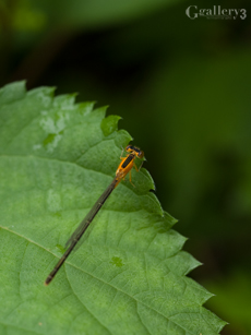 P9151739-2m.jpg