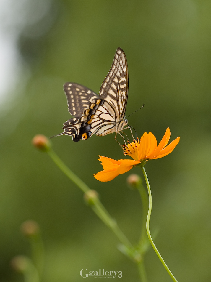 P9212387_150.jpg