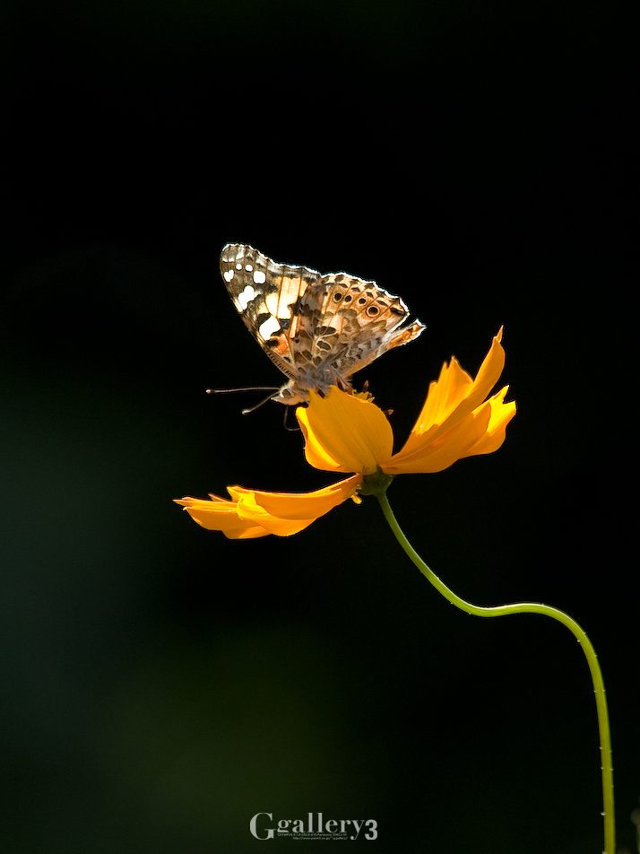 P9272559-200.jpg