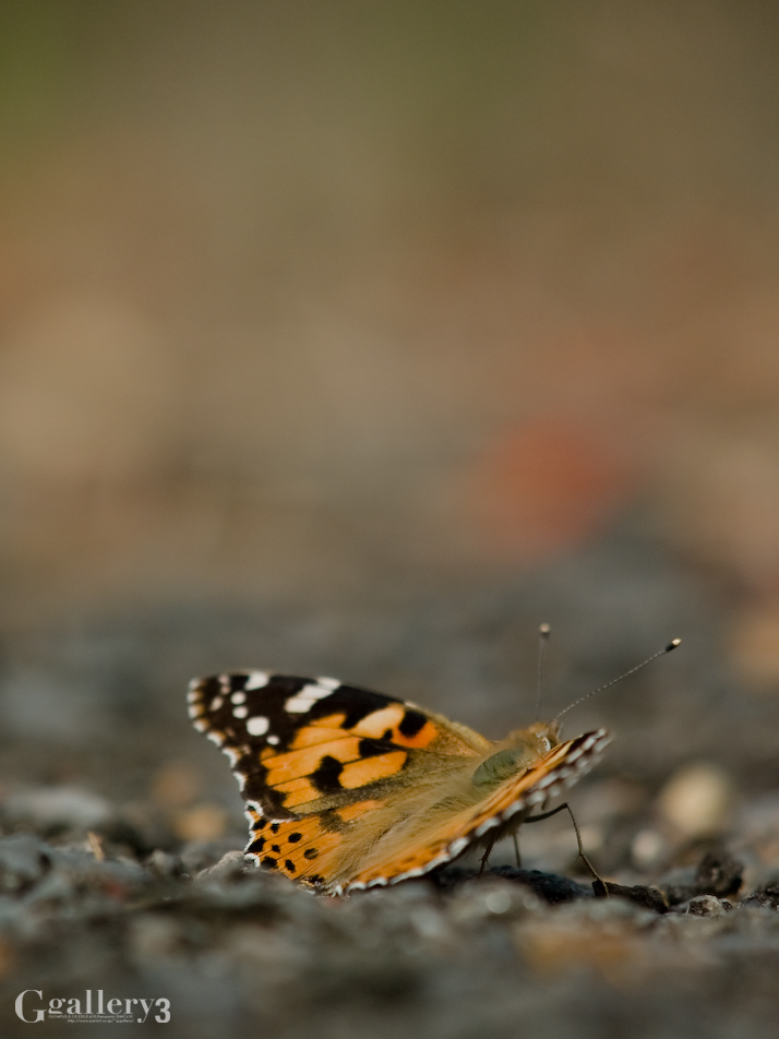 P9272644-200.jpg