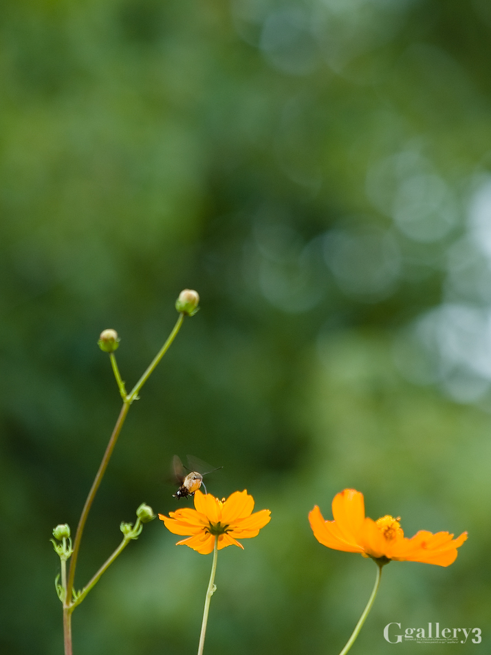P9282926-200.jpg