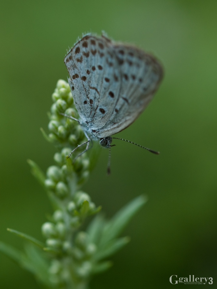 P9283066-200.jpg