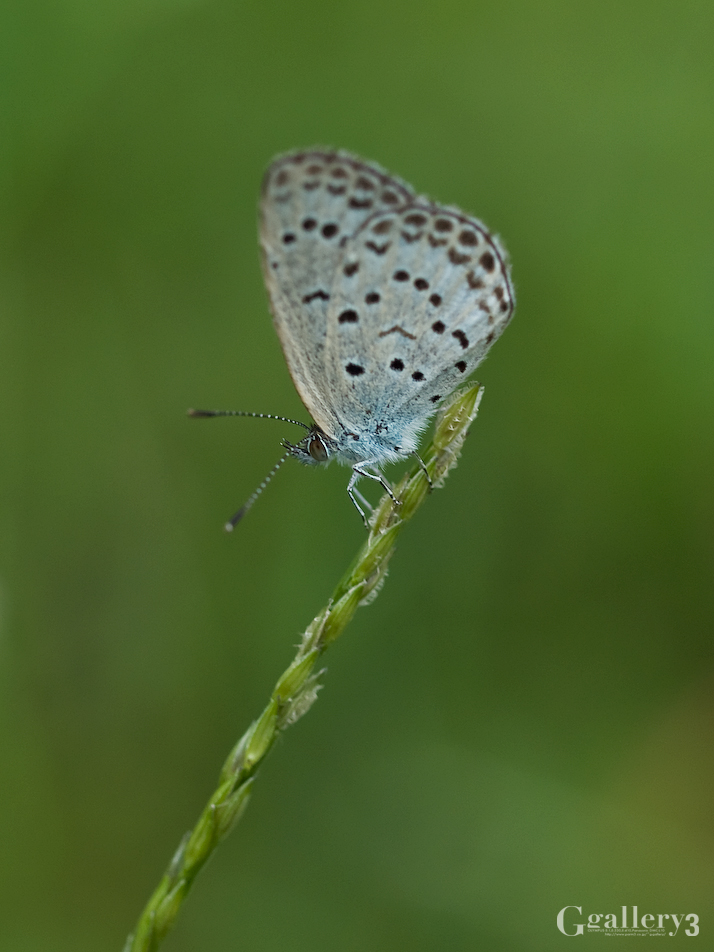 P9283129-200.jpg