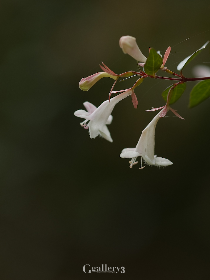 PA043287-200.jpg