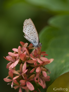 PB163854-E-1_50m.jpg
