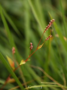 PB163867-E-1_50m.jpg