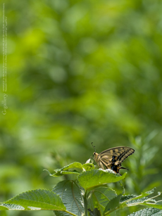 _1050665-1m.jpg