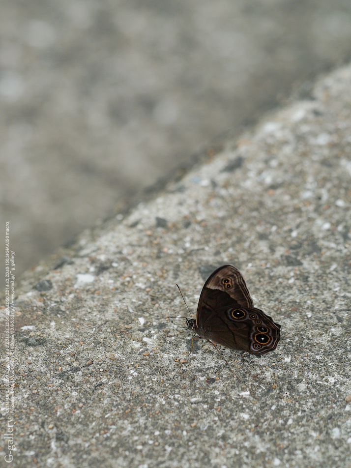 _1050872-1.jpg