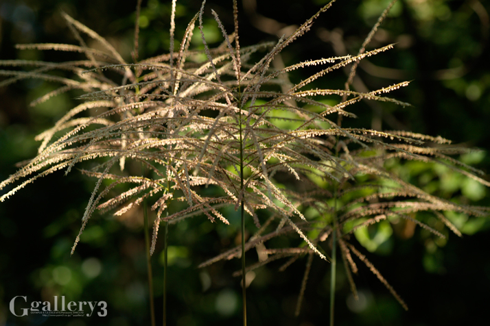 _A180469_E500_150.jpg