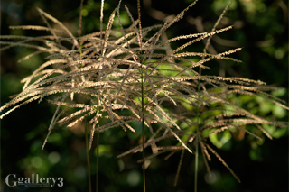 _A180469_E500_150m.jpg