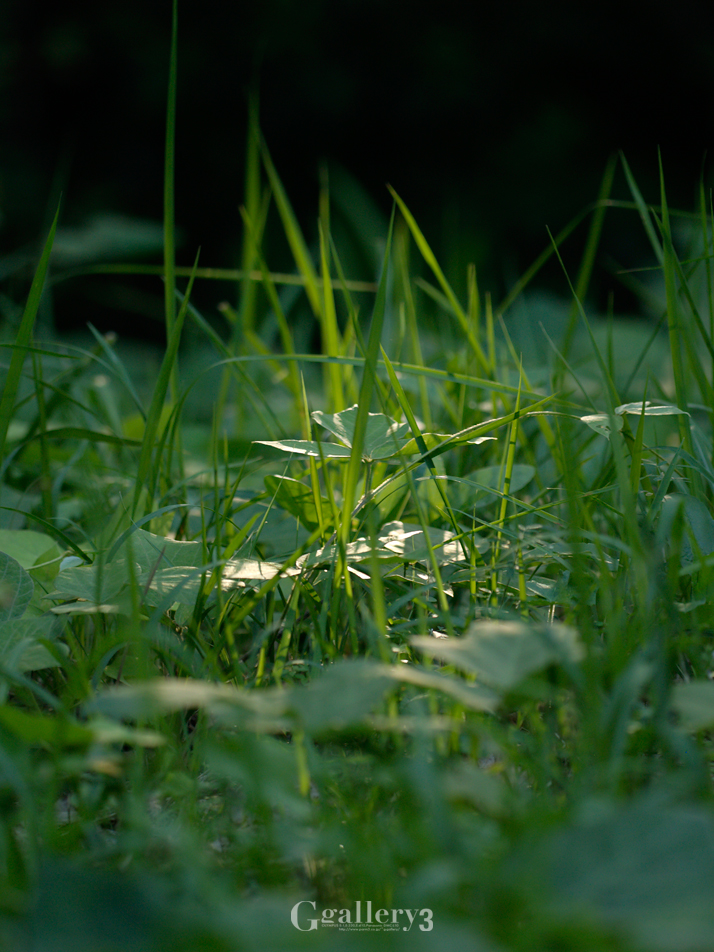 _A180518_E500_150.jpg