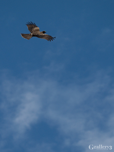 _B084312-201m.jpg