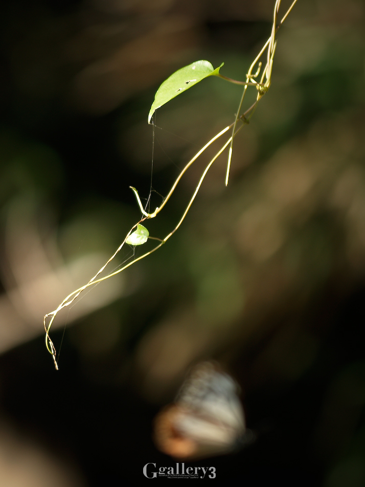 _B084497-156.jpg
