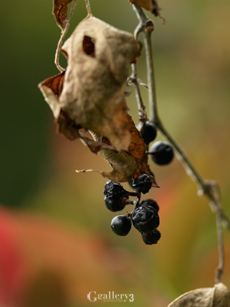 _B165036-E500_150m.jpg