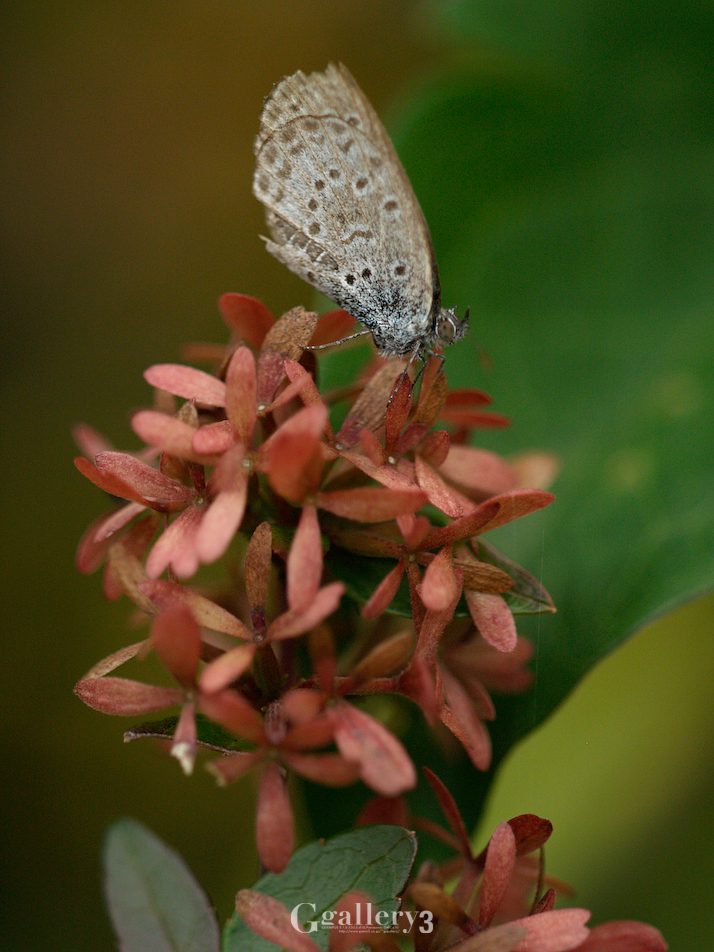 _B165046-E500_150.jpg
