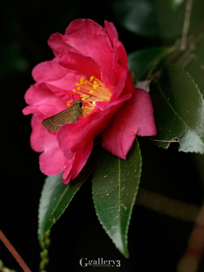 _B165074-E500_150.jpg