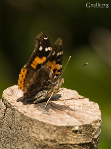 _B225268-E500-150_m.jpg
