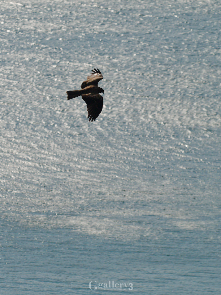 _B245734_E500_150.jpg