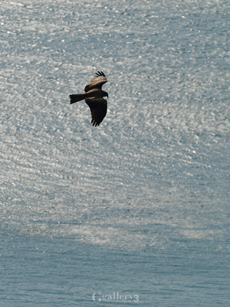 _B245734_E500_150m.jpg