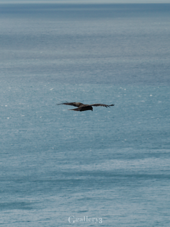 _B245735_E500_150.jpg