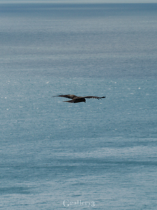 _B245735_E500_150m.jpg