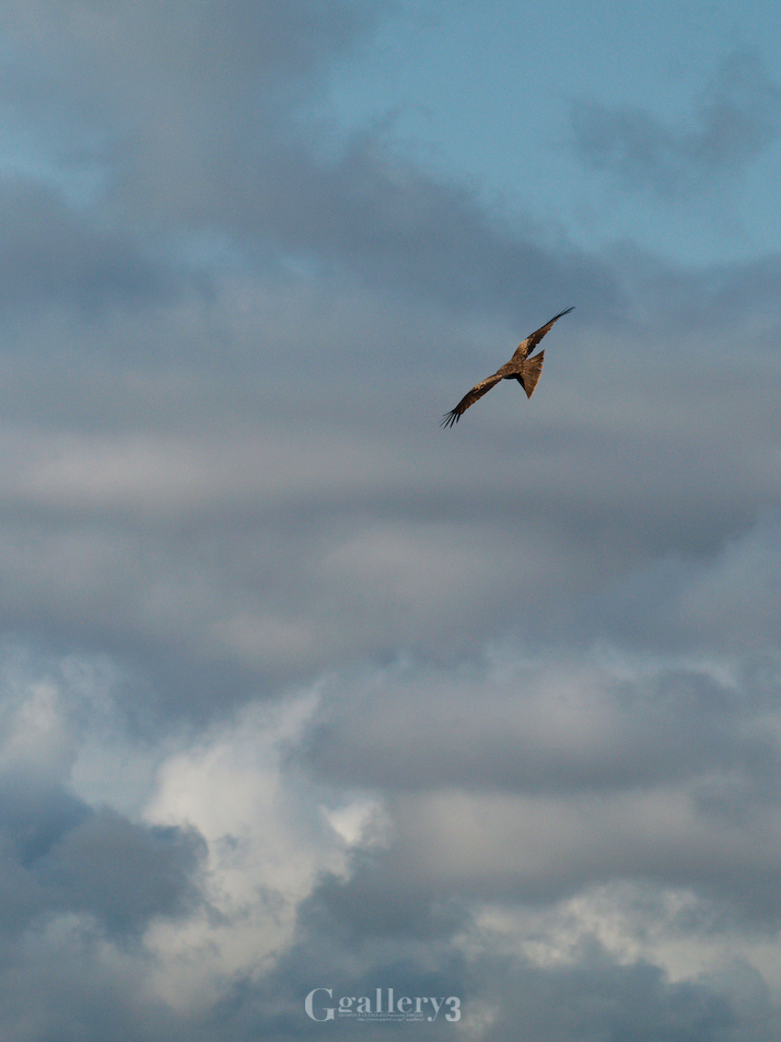 _B245736_E500_150.jpg