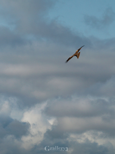 _B245736_E500_150m.jpg