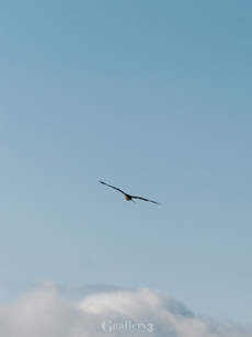 _B245738_E500_150m.jpg