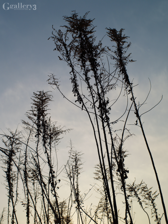 E5068325-E500_2828.jpg