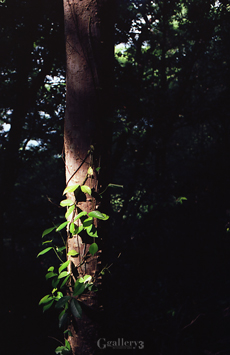 OM-1_35_E1000044m.jpg