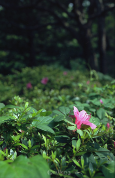 OM-1_35_E1000046m.jpg