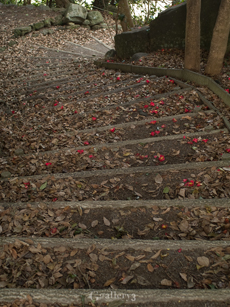 P2118652-1m.jpg