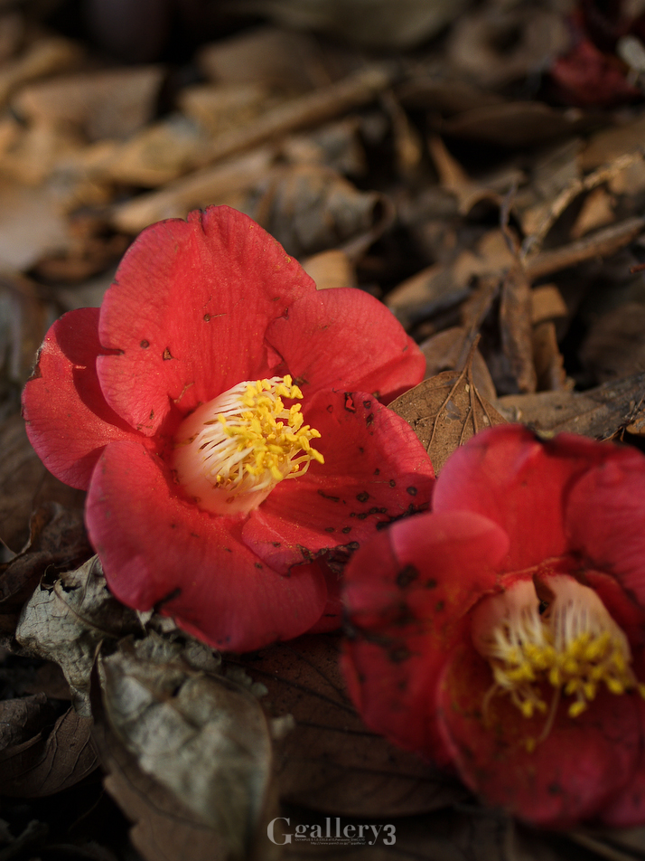 P2118760-1.jpg