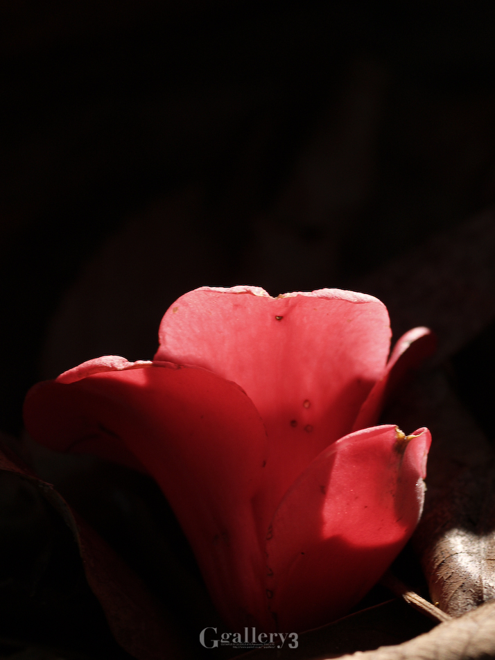 P2148924-150.jpg