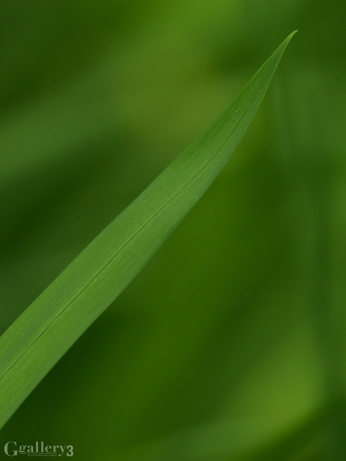 P4181747-300150.jpg