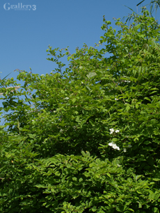 P4182004-12828m.jpg