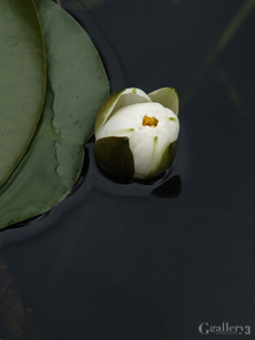 P4262223m.jpg