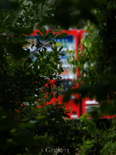P4262257-11454m.jpg