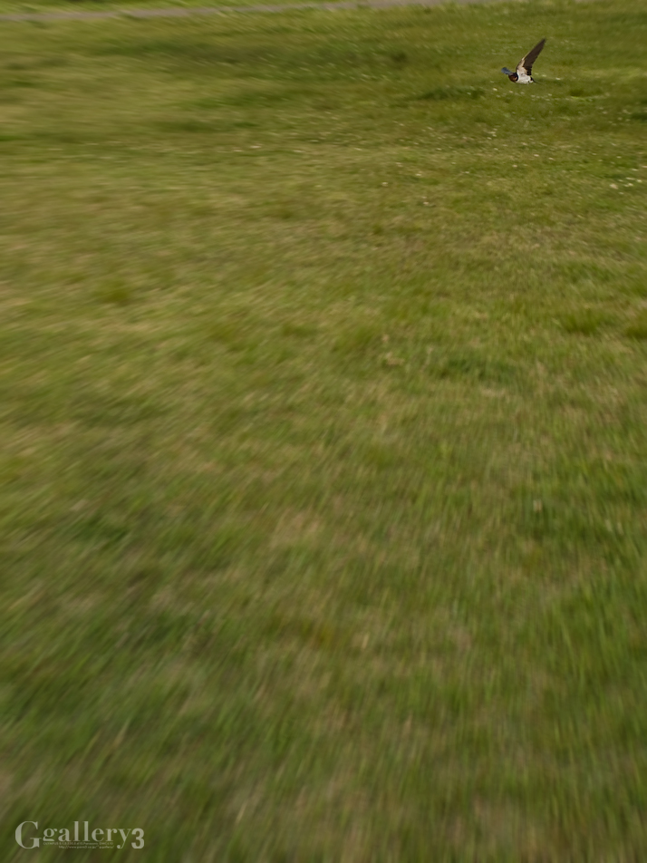 P4302378-30050200.jpg